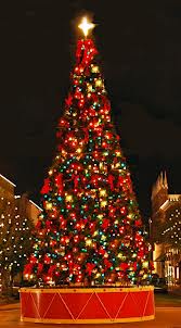 Pohon Cemara Pohon Natal Kenapa blognoerhikmat
